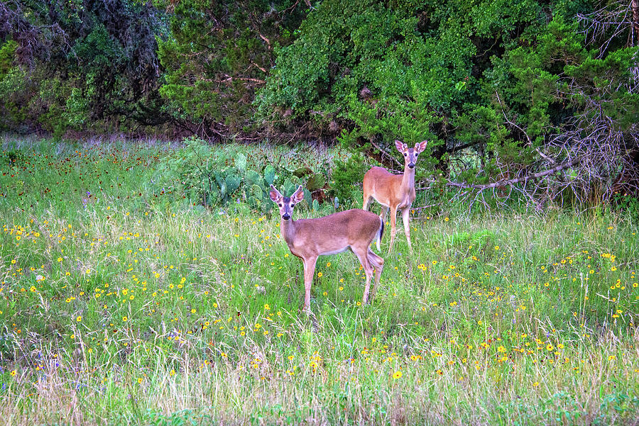 Two Young Bucks Photograph by Lynn Bauer