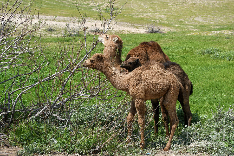 Two young camels r1 Photograph by Yotam Jacobson