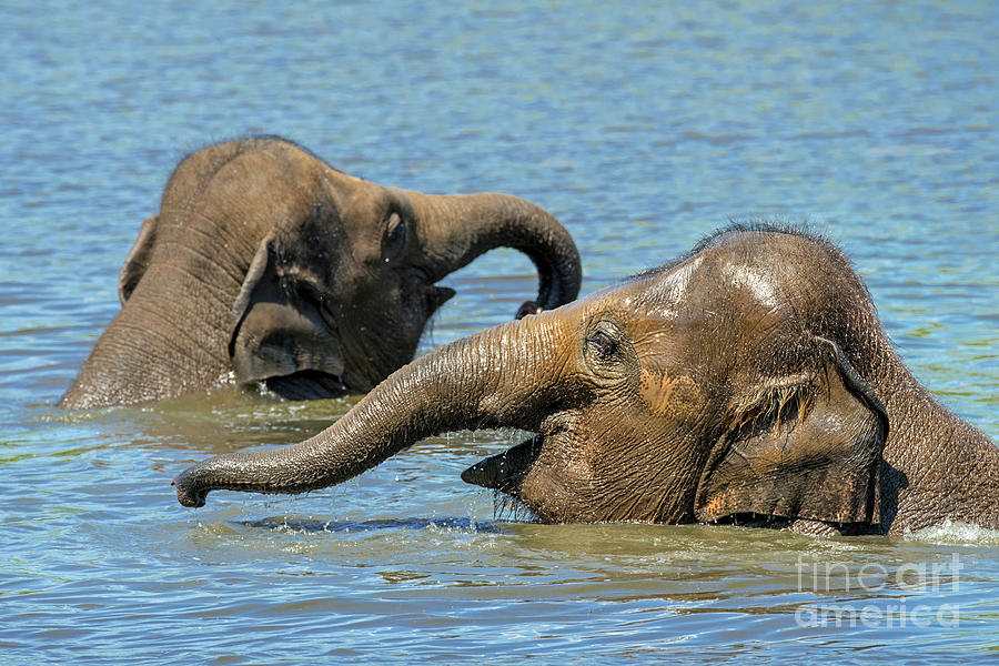 Two Young Elephants Bathing in Lake Photograph by Arterra Picture Library