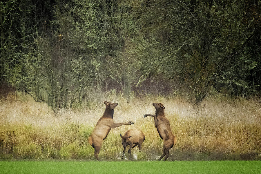Two Young Elk Play Fighting and Another Making a Splash Photograph by Belinda Greb