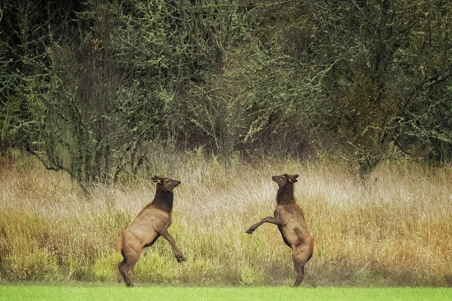 Two Young Elk Play Fighting Photograph by Belinda Greb