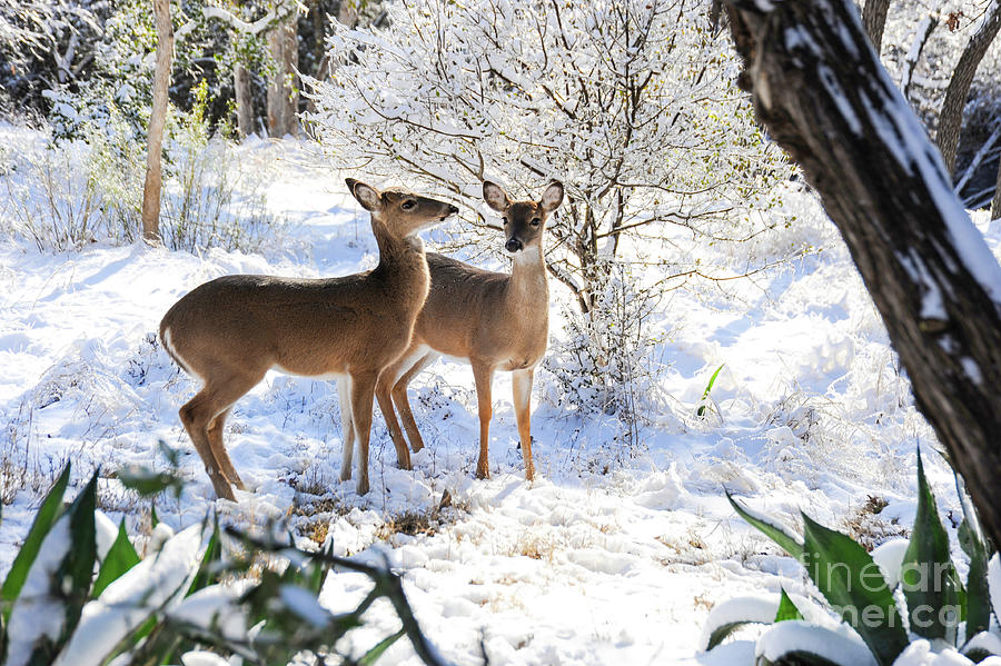 Two young female deer are together looking for food in the forest that is covered with snow. Photograph by Gunther Allen