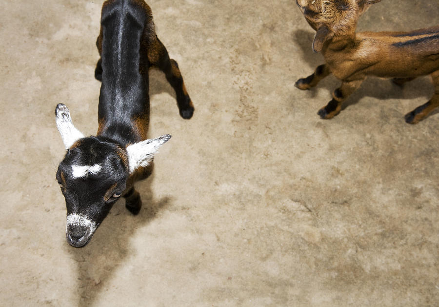 Two young goats walking, high angle view Photograph by Frank Rothe