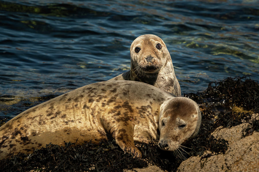 Two Young Harbor Seals Lying On A Rock Photograph