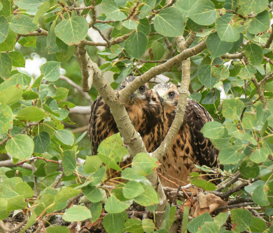 Hawk Photograph - Two Young Hawks by Phil And Karen Rispin