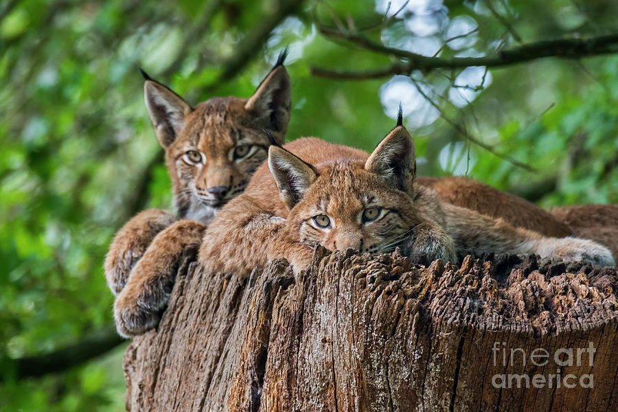 Two Young Lynxes Photograph by Arterra Picture Library