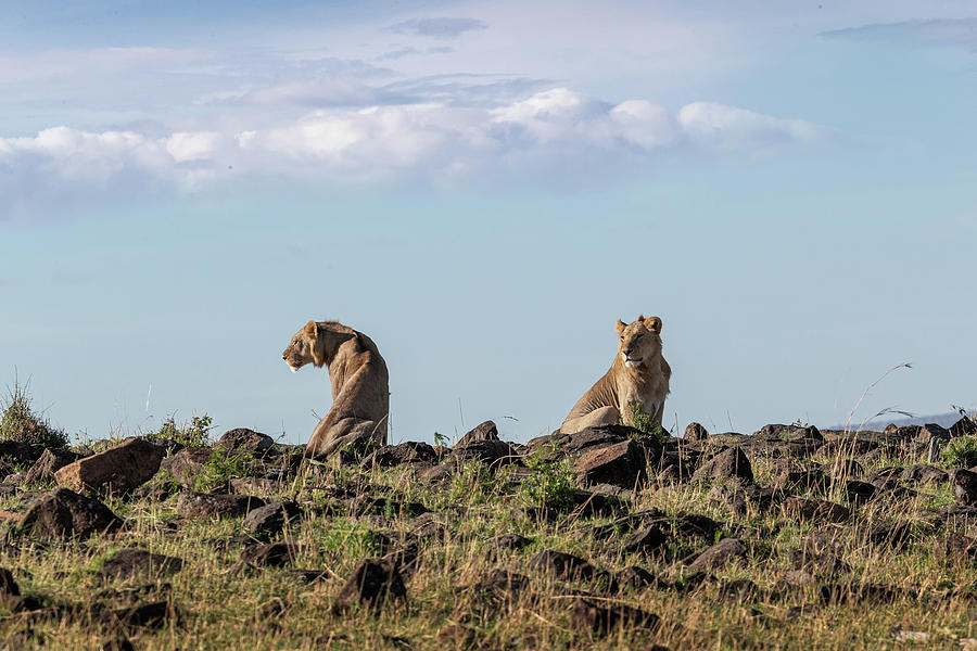 Wildlife Photograph - Two Young Male Lions on Kenya Horizon by Good Focused