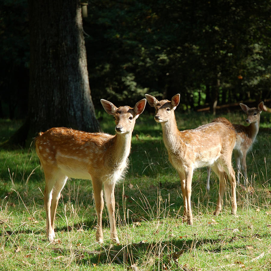 Two young roe deers in a forest Photograph by EdeWolf