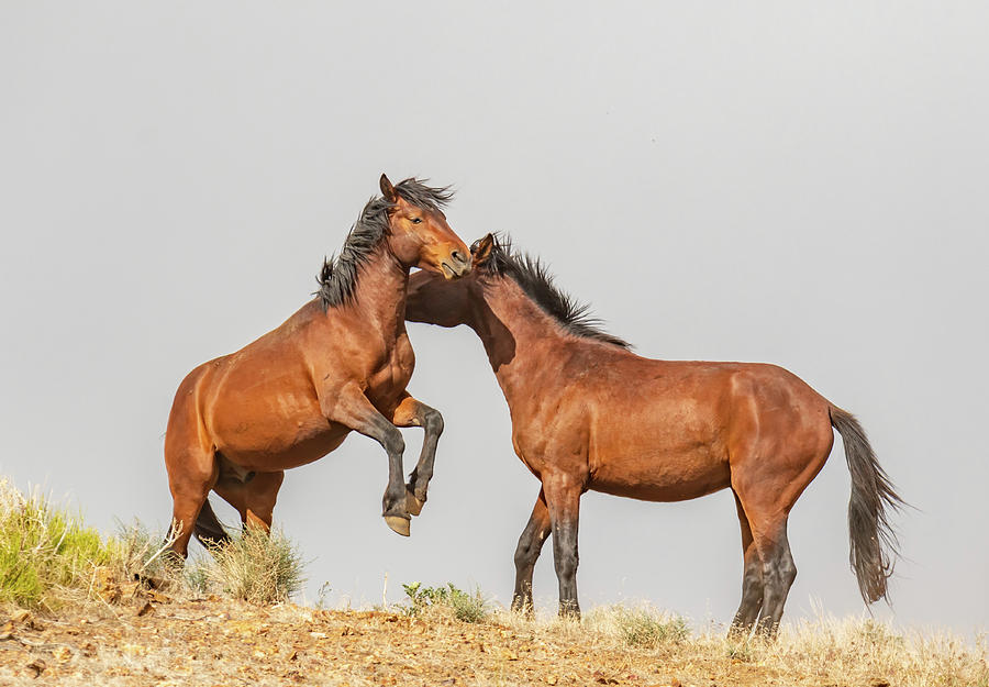 Two Young Stallions on a Hilltop Photograph by Marc Crumpler