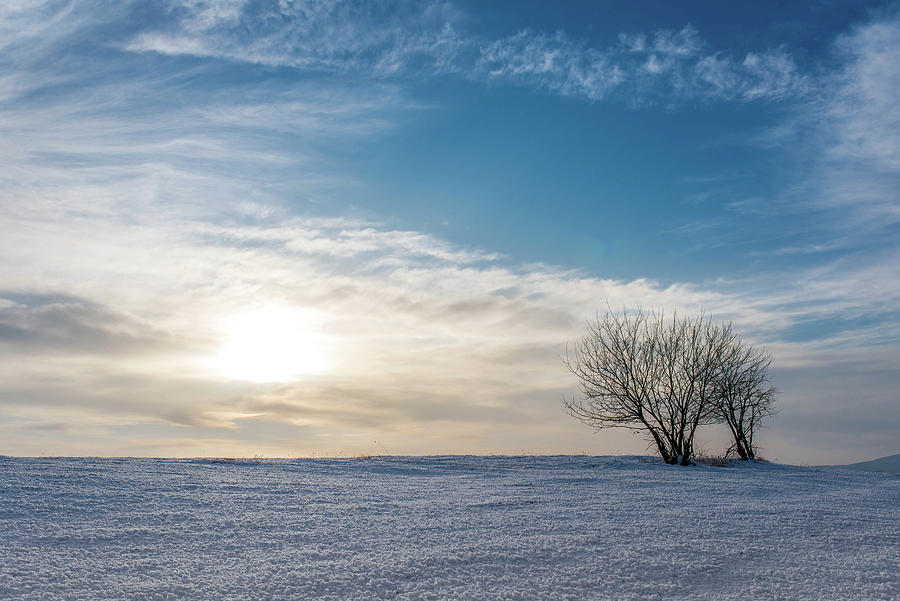 Two young trees in the melted snow at the top of a hill at sunset ...