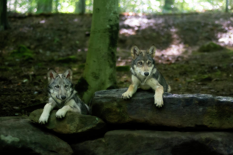 Two young wolves intently looking Photograph by Dan Friend
