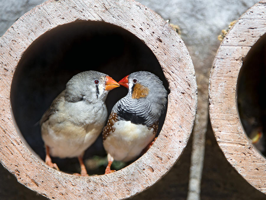 Two zebra finches in a tube! Photograph by Picture by Tambako the Jaguar