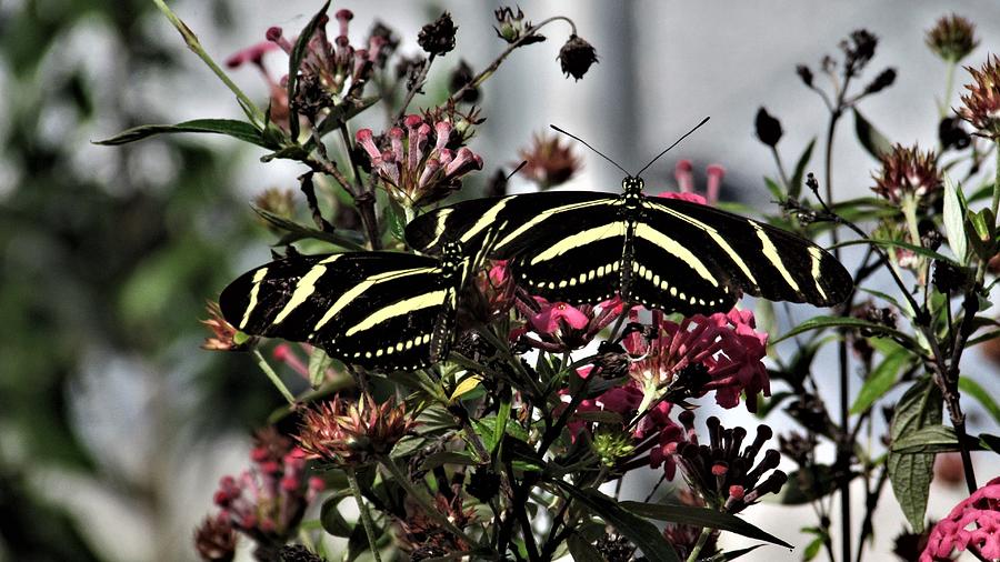 Butterfly Photograph - Two Zebra Longwings by Dylyce Clarke