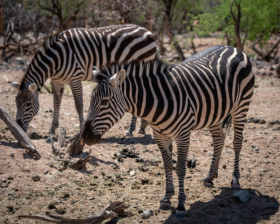 Two Zebras Photograph by Al Judge