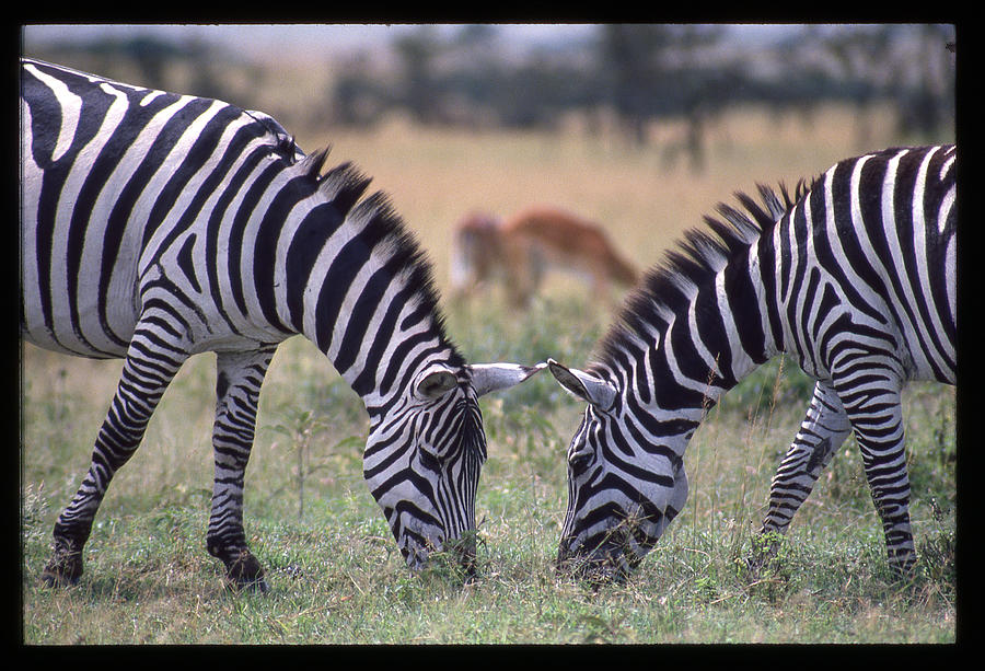 Two Zebras Eating Face to Face Photograph by Russ Considine
