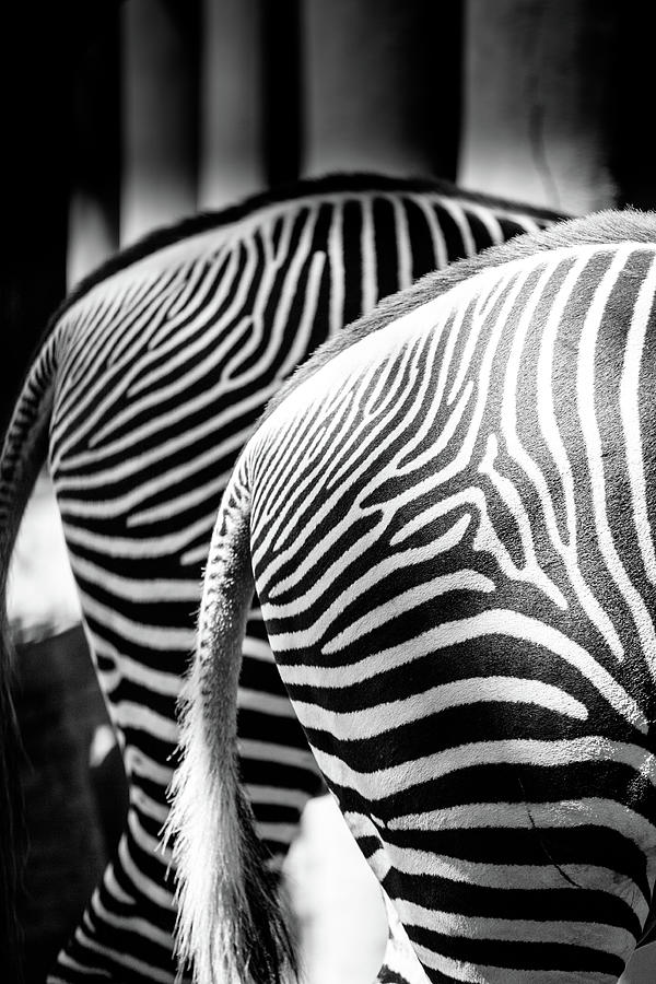 Unique Photograph - Two Zebras by Hakon Soreide