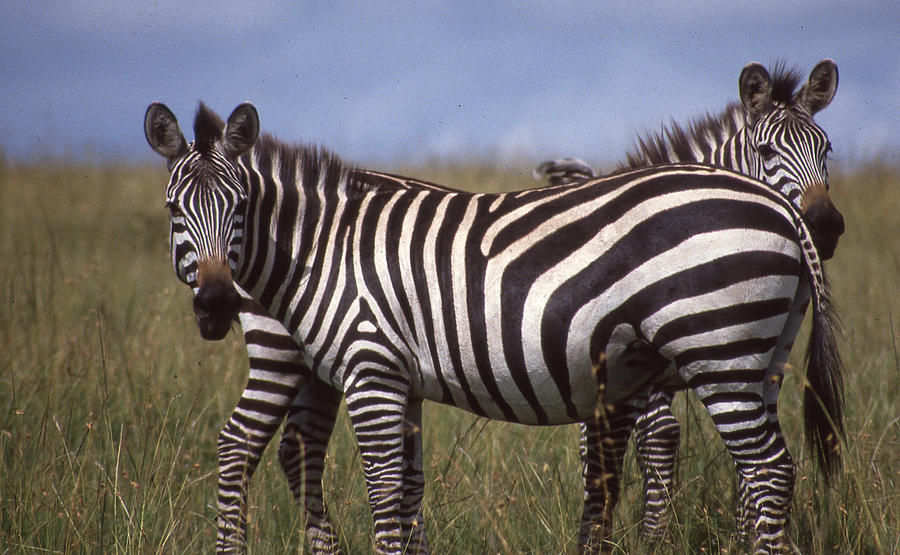 Two Zebras Looking at Camera Photograph by Russel Considine