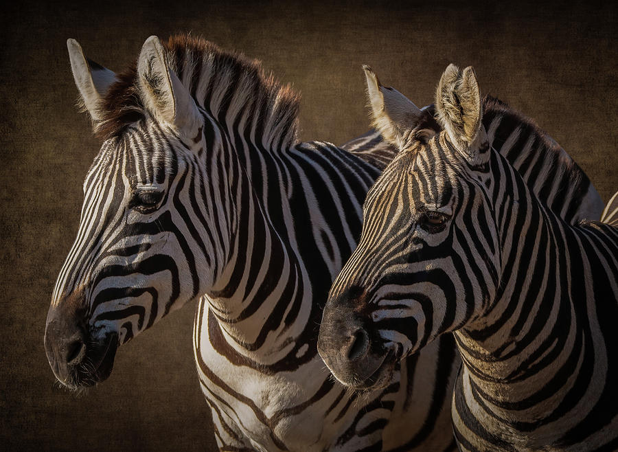 Two zebras Digital Art by Marjolein Van Middelkoop