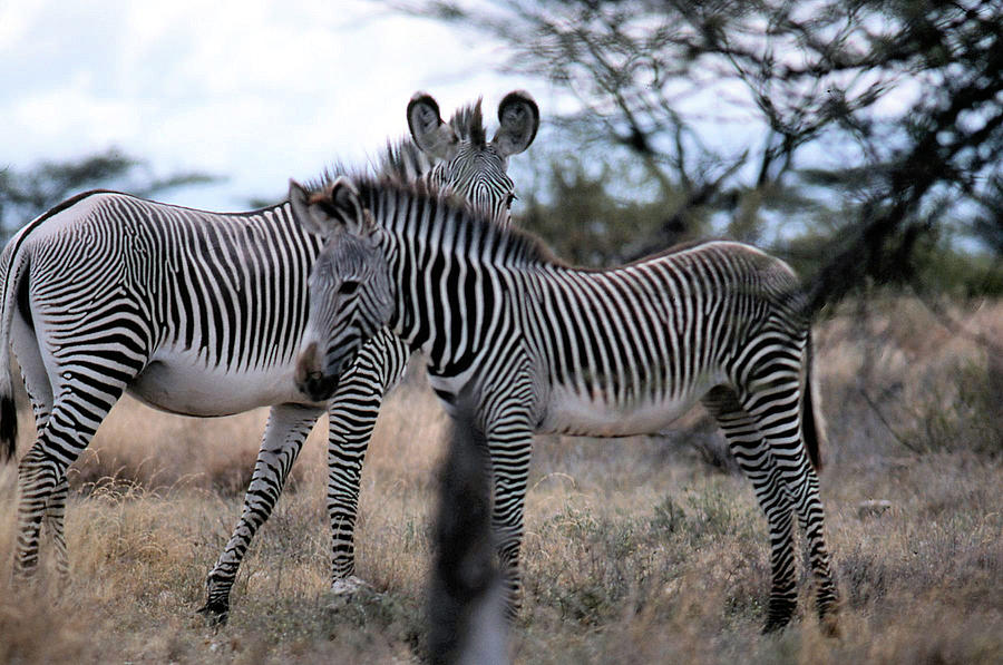 Two Zebras Photograph by Russ Considine