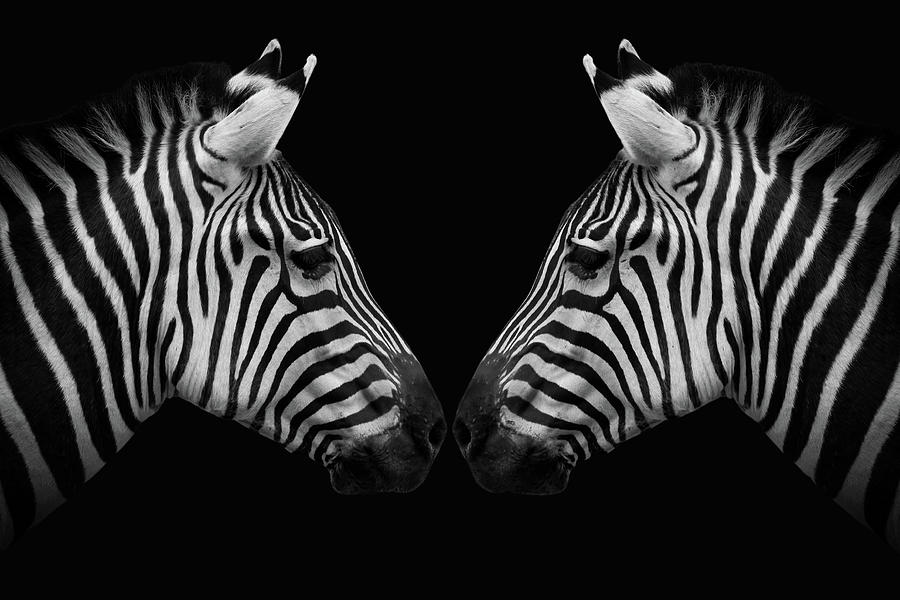 Two Zebras With Black Background Digital Art by Marjolein Van Middelkoop
