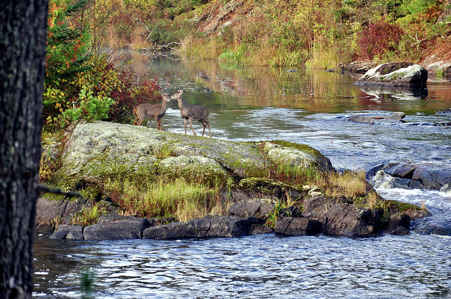 Two Deer_Vermillion River Photograph by Rick Hansen