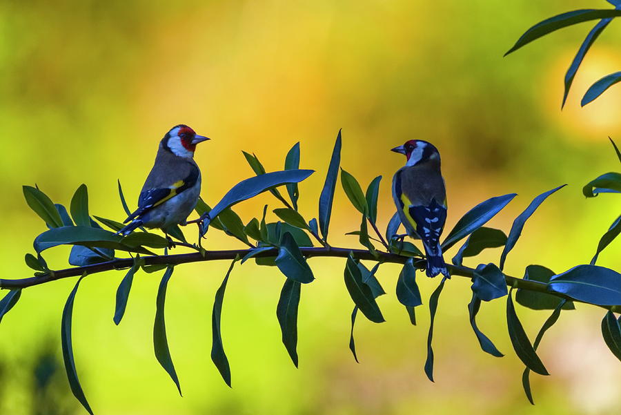 Twoe uropean goldfinch birds , carduelis carduelis Photograph by Elenarts - Elena Duvernay photo