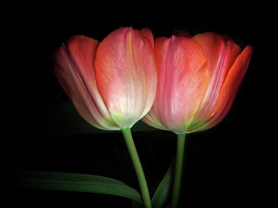 Tulip Embrace Photograph by Jessica Jenney