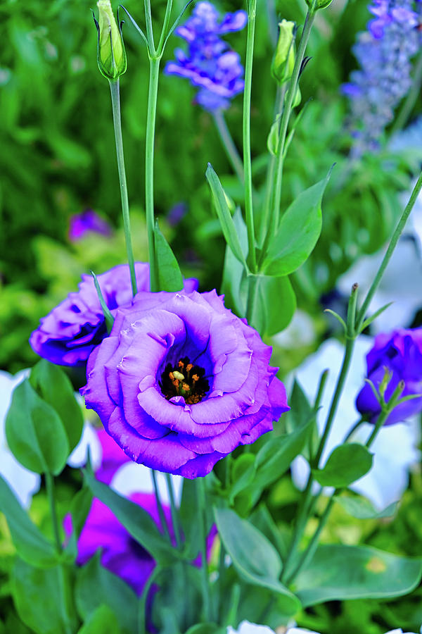 Tx Bluebell Photograph by Cathy P Jones - Fine Art America