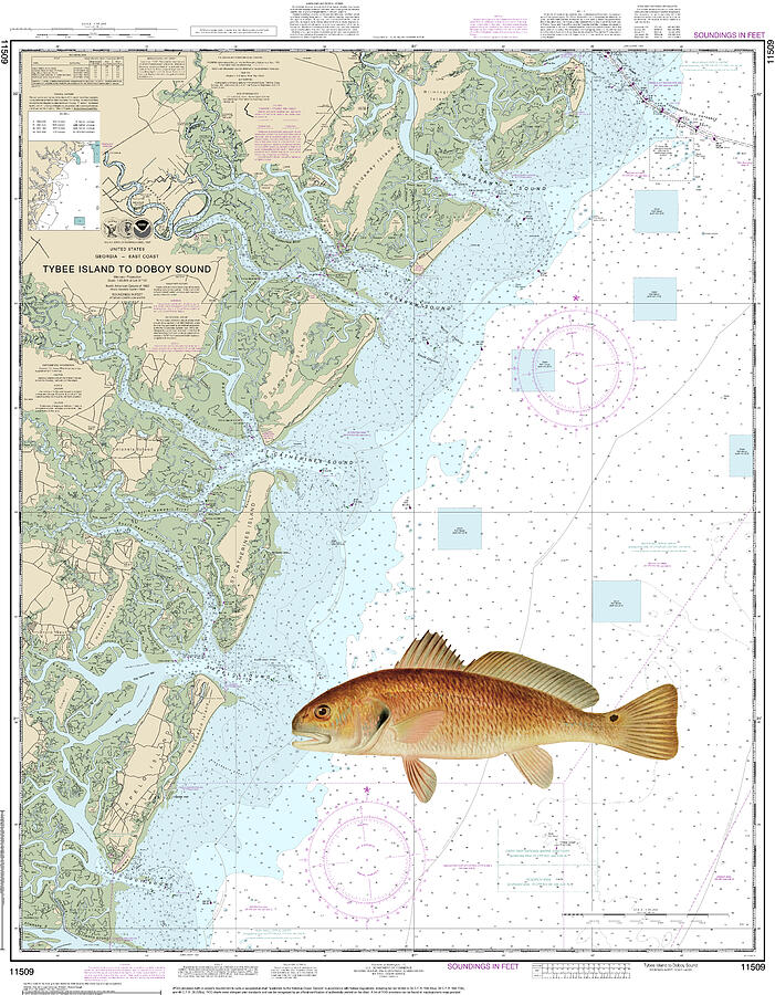 Tybee Island to Doboy Sound Nautical Chart with Red Drum Digital Art by ...