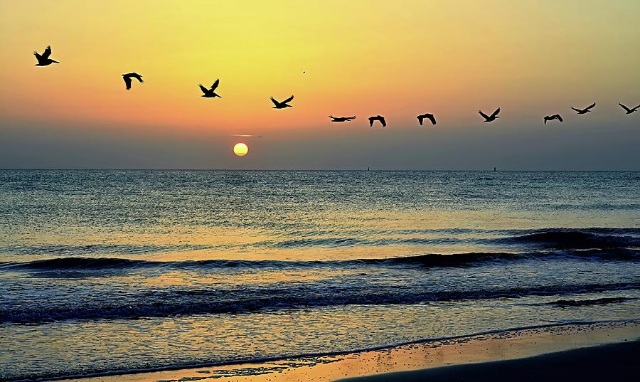 Tybee Pelican Sunset Photograph