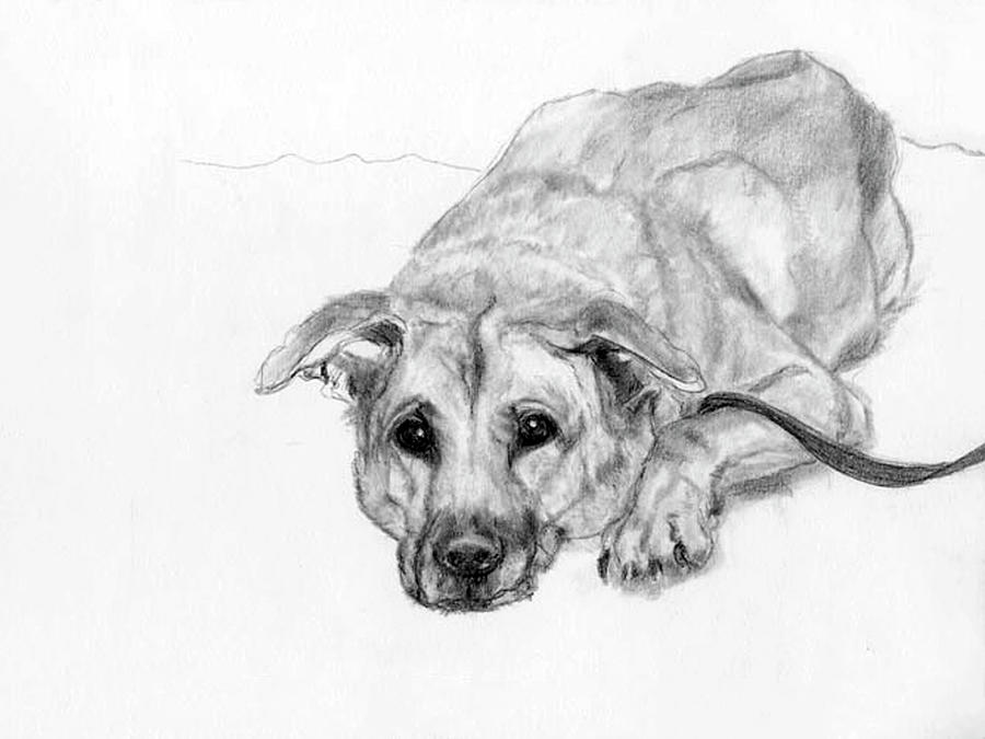 Dog Portrait Art Print #1 Drawing by Barbara J Hart