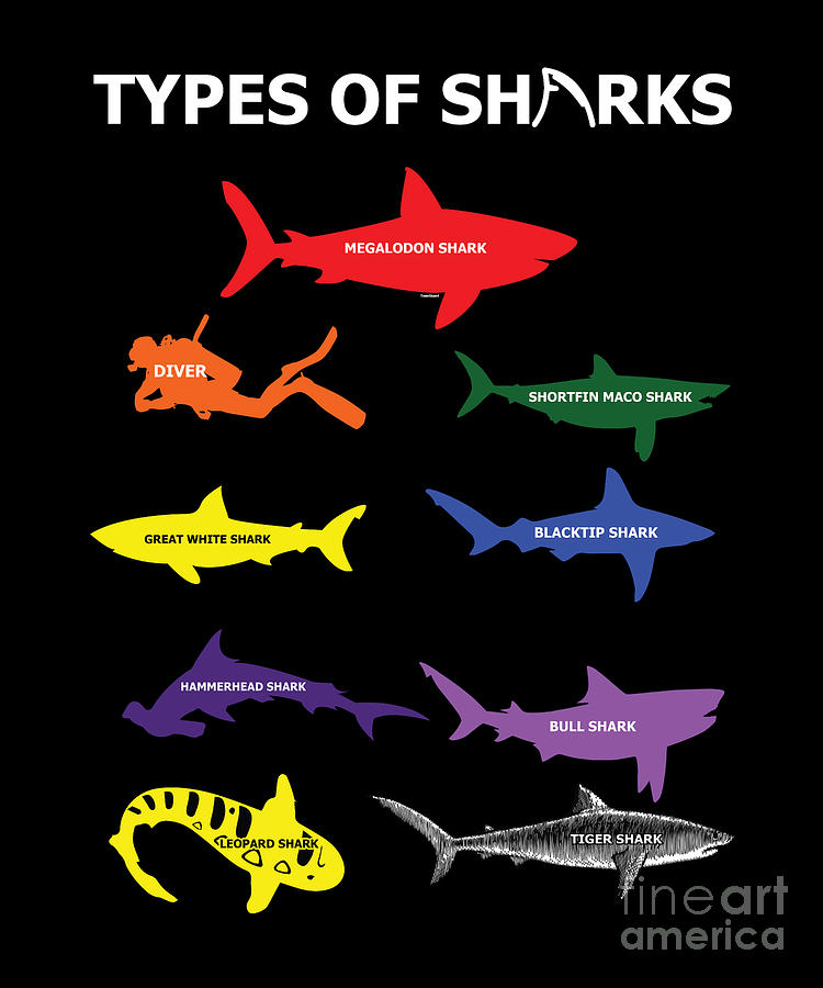 Type Of Sharks Aquamarine Marine Life Water Sea Ocean Shark Family Sea ...