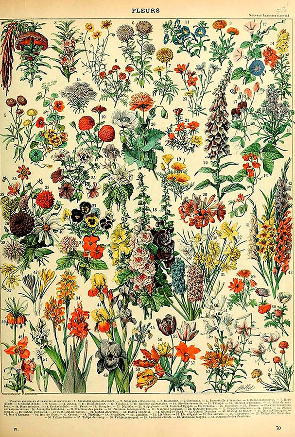 Types of Flowers, Adolphe Millot Digital Art by Eugene Flex | Fine Art ...