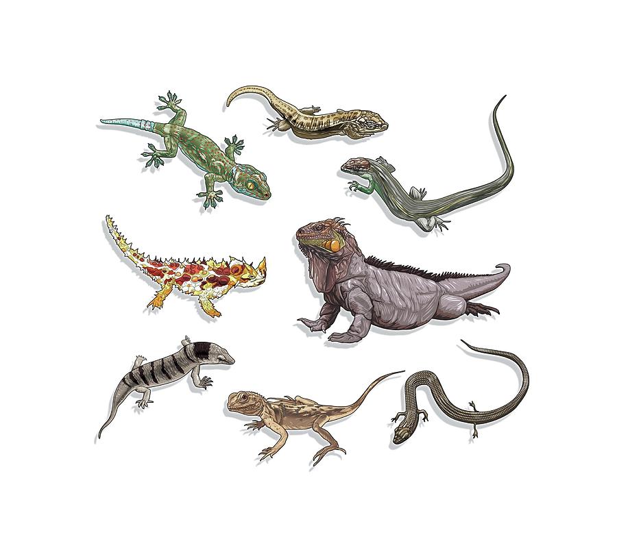 Types of lizards. Digital Art by Album