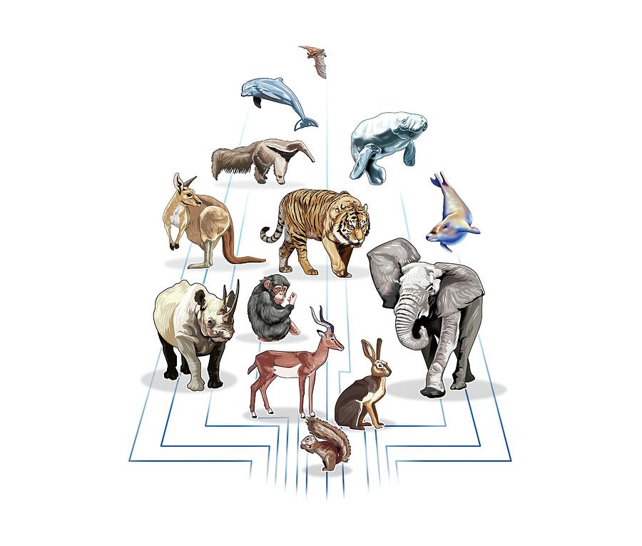 Types of mammals. Digital Art by Album