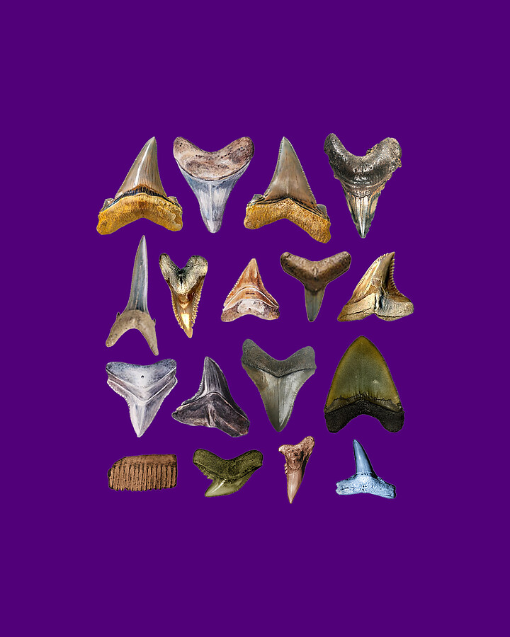 Types Of Shark Teeth I Species Of Sharks Gift Drawing by Do Tran Quang