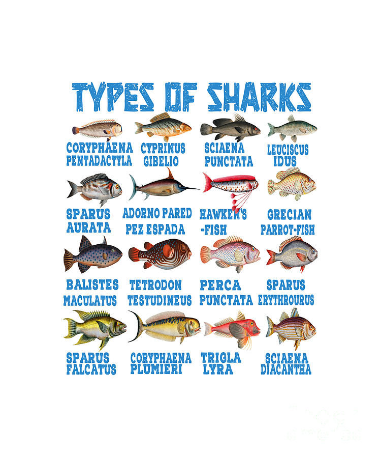 Types of Sharks Marine Biology Drawing by EMAfor ALL - Fine Art America