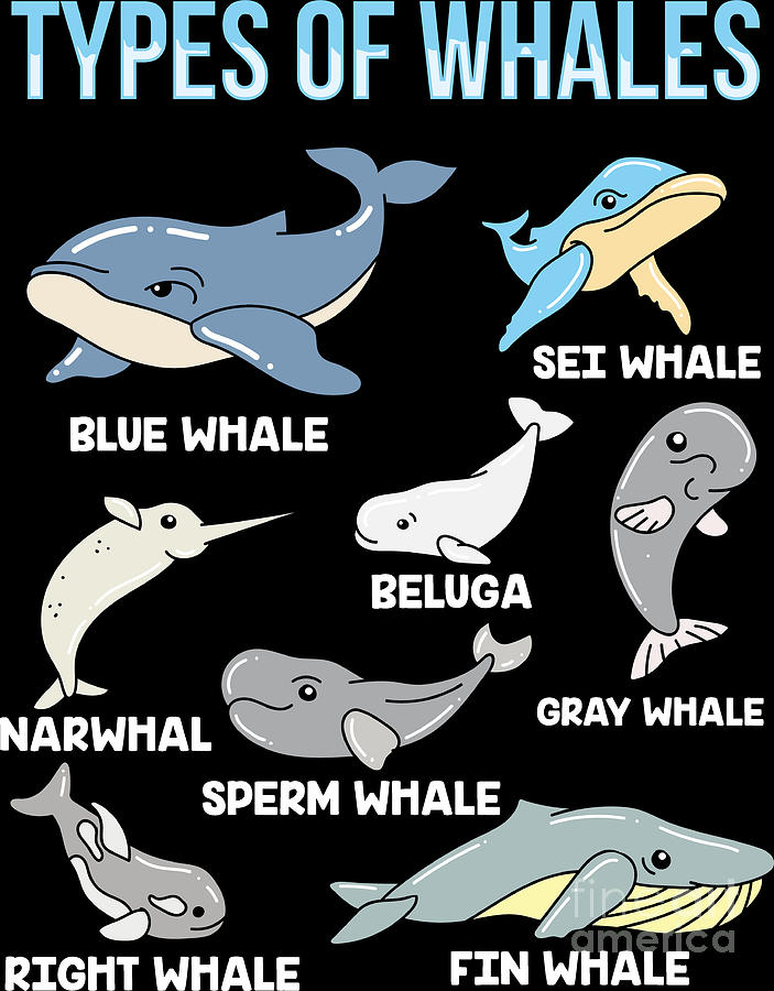 Types Of Whales Cute Ocean Mammals Guide Gift Digital Art by Haselshirt ...