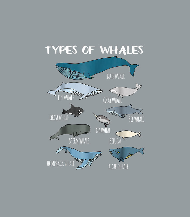 Types Of Whales Cute Ocean Mammals Guide Digital Art by Yusuf Mirryn ...