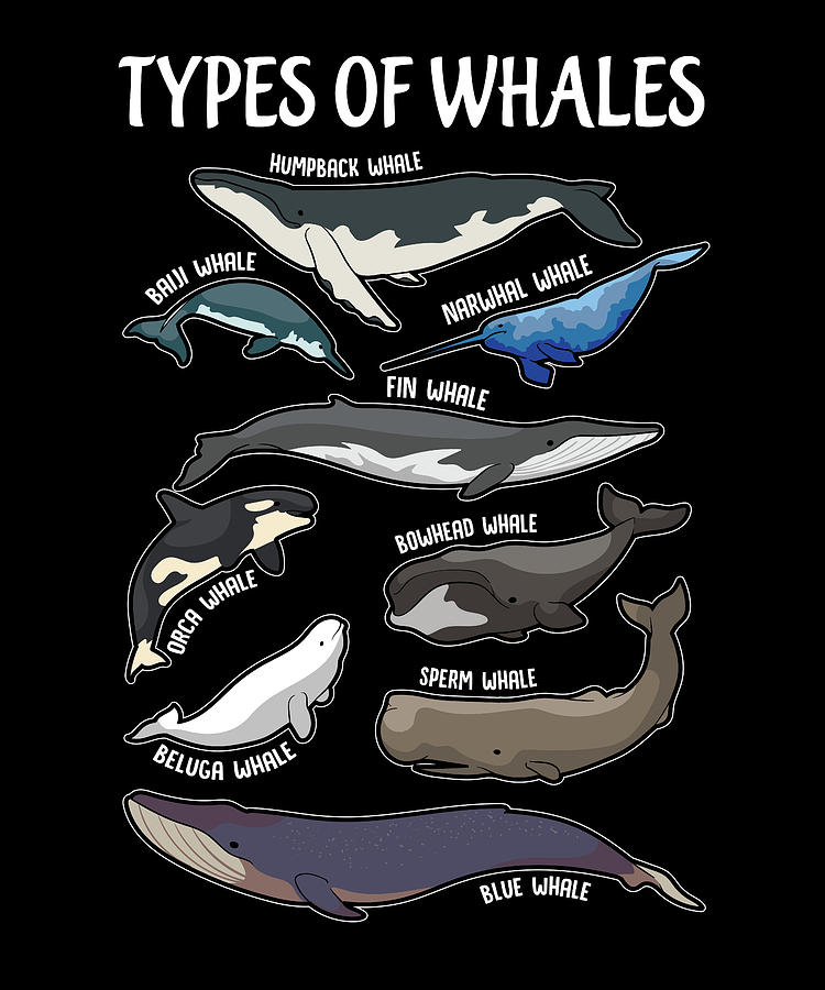 Types Of Whales English Illustrations Digital Art by Tshirtoftheyear ...