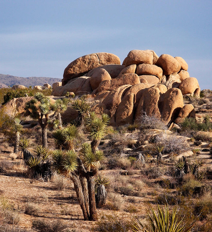 Typical Mojave desert scenery of Joshua Tree Photograph by Photograph by Michael Schwab