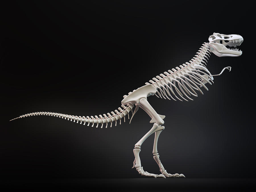 Tyrannosaurus rex skeleton, illustration Drawing by Andrzej Wojcicki/science Photo Library