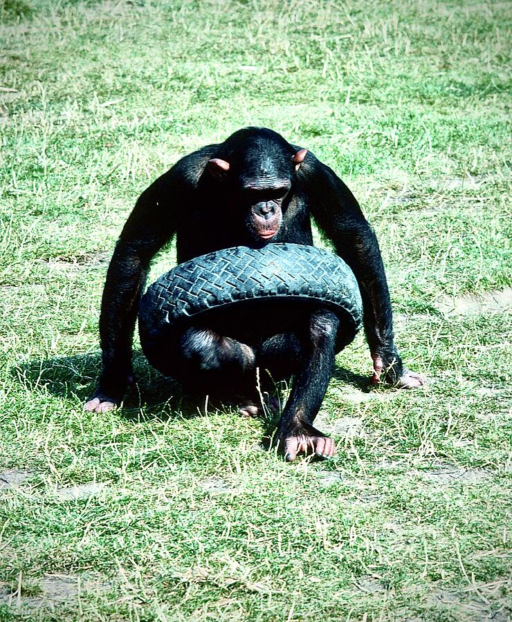 Tyred Chimp Photograph by Gordon James