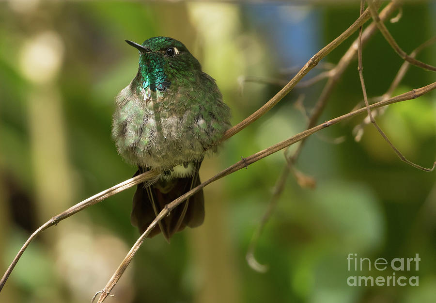 Hummingbird Photograph - Tyrian Metaltail by Eva Lechner