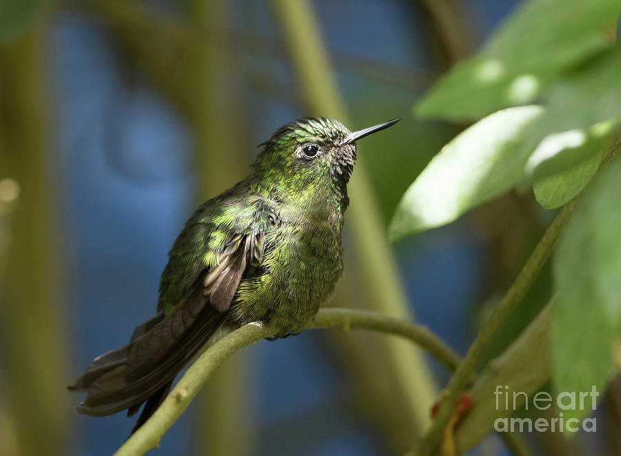 Hummingbird Photograph - Tyrian Metaltail Female by Eva Lechner