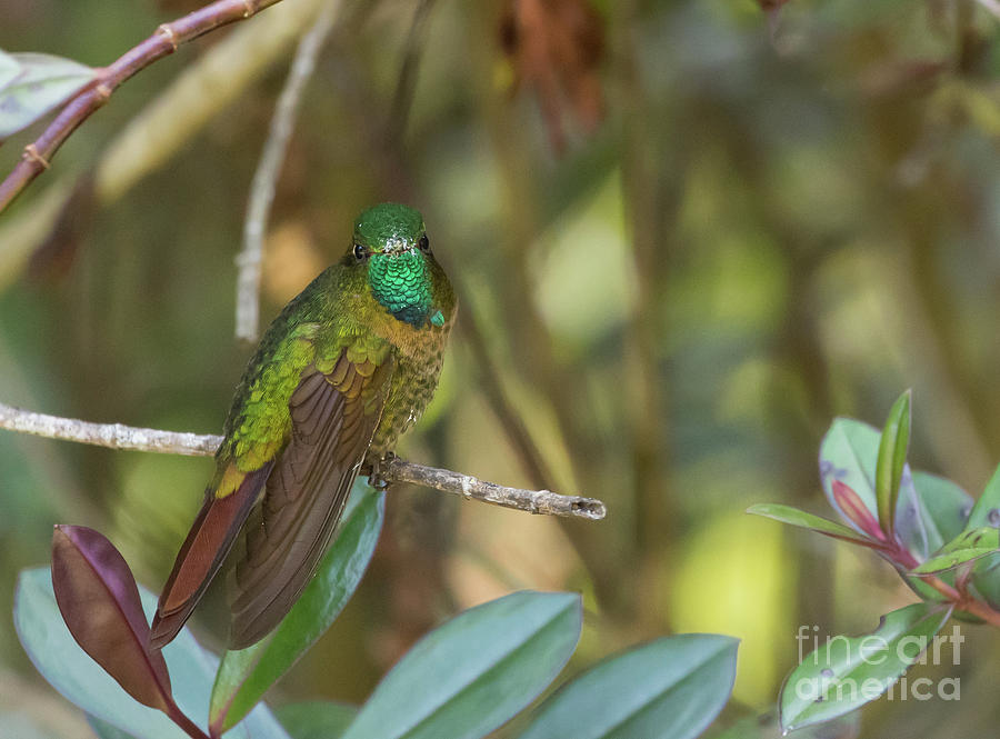 Hummingbird Photograph - Tyrian Metaltail Male by Eva Lechner