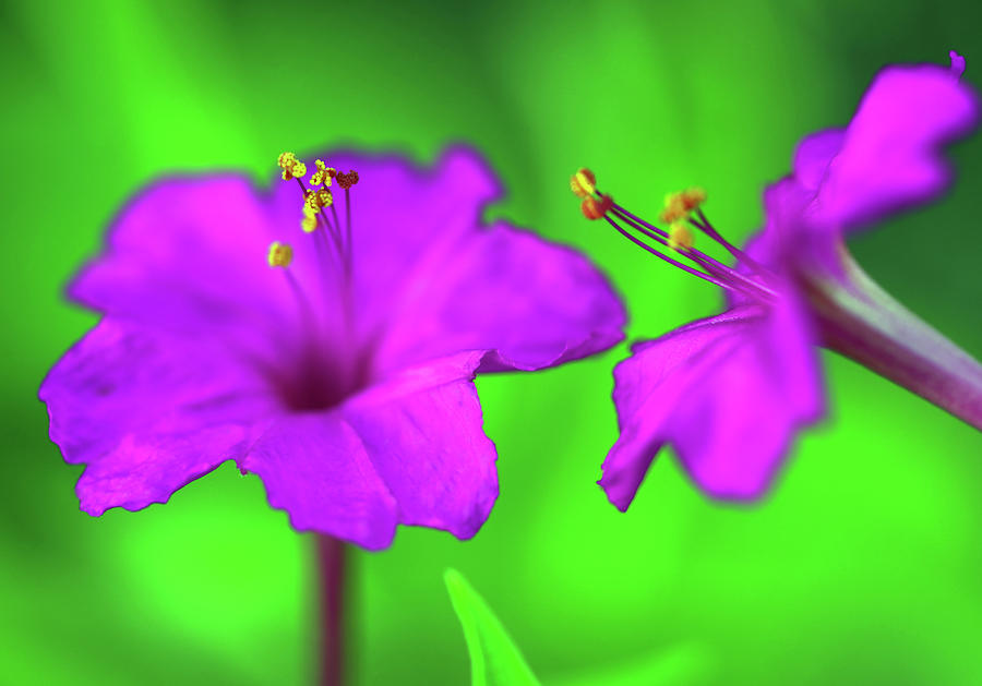 Tyrian Purple Flowers - The Color Of The Byzantine Empire # 4 Photograph