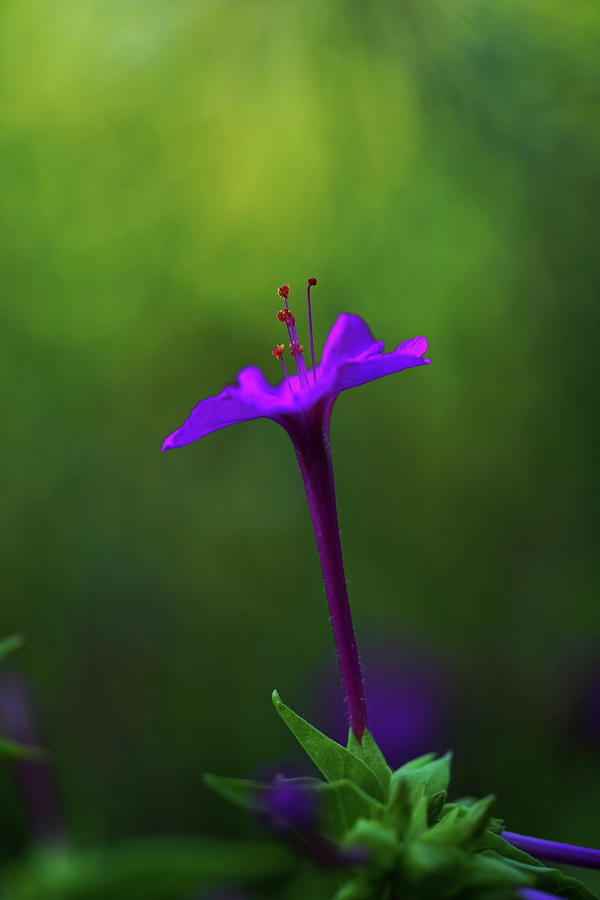 Tyrian Purple Flowers - The Color Of The Byzantine Empire # 6 Photograph