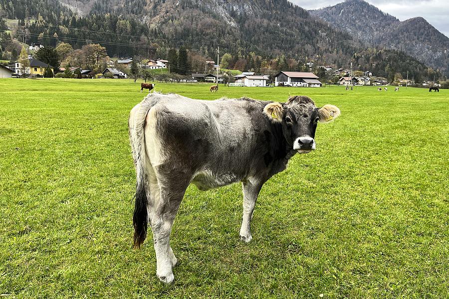 Tyrolean Grey Cow  Photograph by David Pyatt