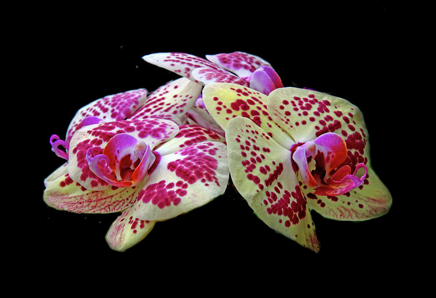 Moth Orchid Trio Photograph by Jessica Jenney